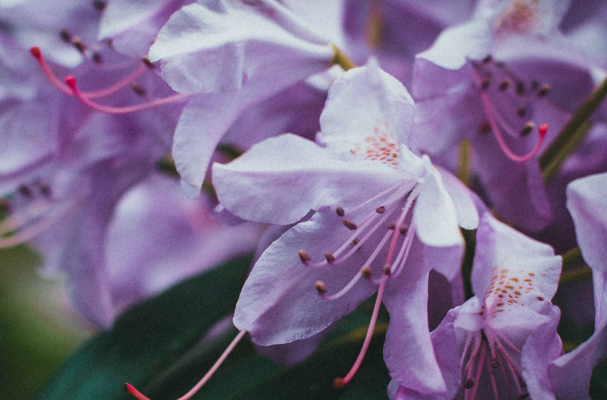 Rhododendron ‘Praecox’ - Rhododendron