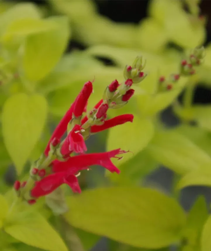Salvia elegans ‘Golden Delicious’ - Gele Ananassalie