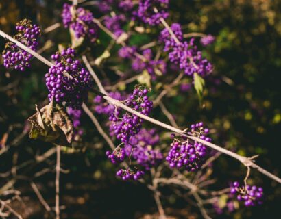 Callicarpa bodinieri ‘Magical Deep Purple’ - Schoonvrucht