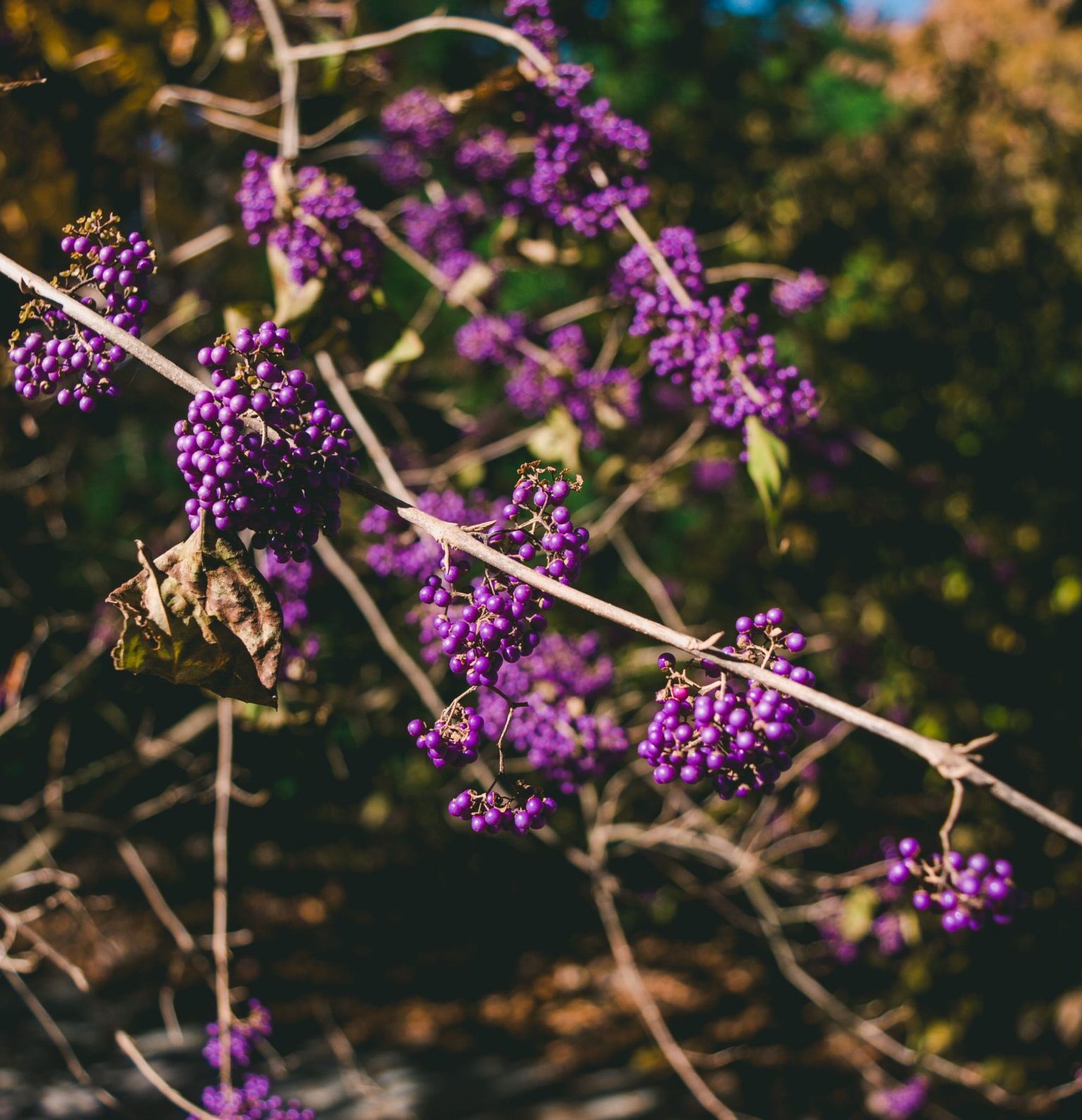 Callicarpa bodinieri ‘Magical Deep Purple’ - Schoonvrucht
