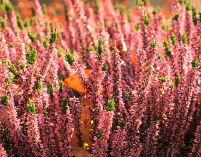 Calluna vulgaris ‘Salome’ - Struikheide