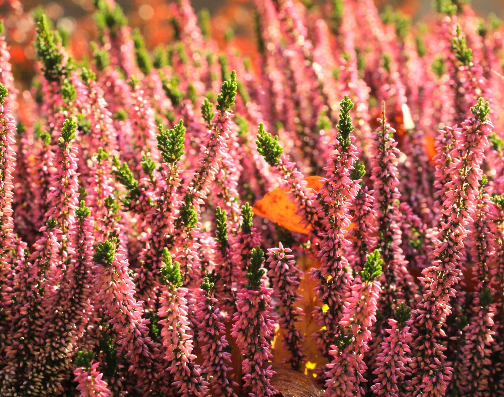 Calluna vulgaris ‘Salome’ - Struikheide