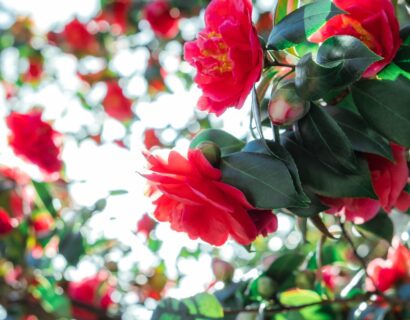 Camellia c. ‘1001 Summer Nights’ - Camellia