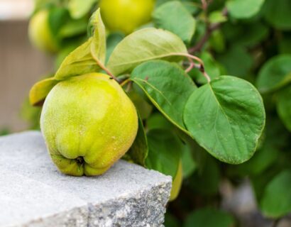 Cydonia oblonga ‘Vranja’ - Kweepeer