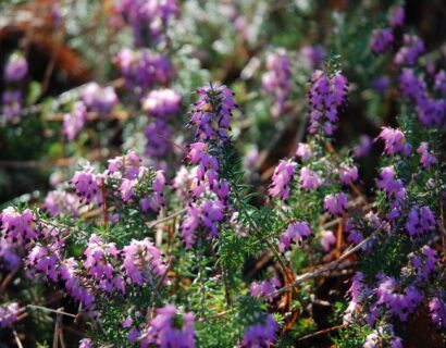 Daboecia cantabrica ‘Atropurpurea’ - Ierse heide