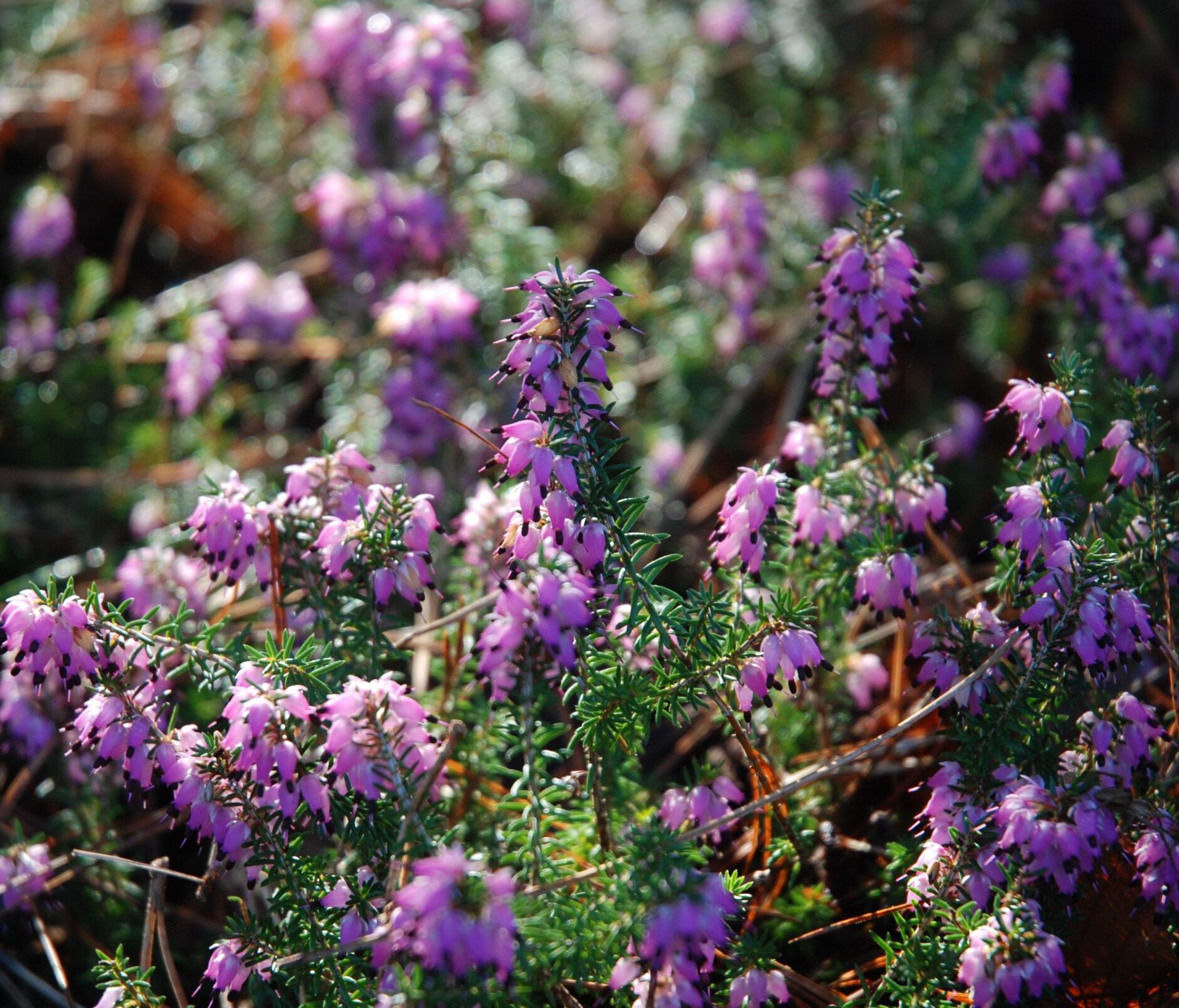 Daboecia cantabrica ‘Atropurpurea’ - Ierse heide