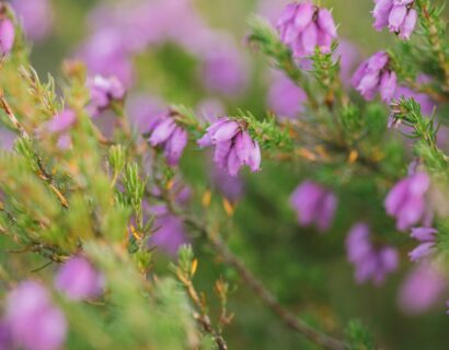 Daboecia cantabrica ‘Creeping Lila’ - Ierse heide