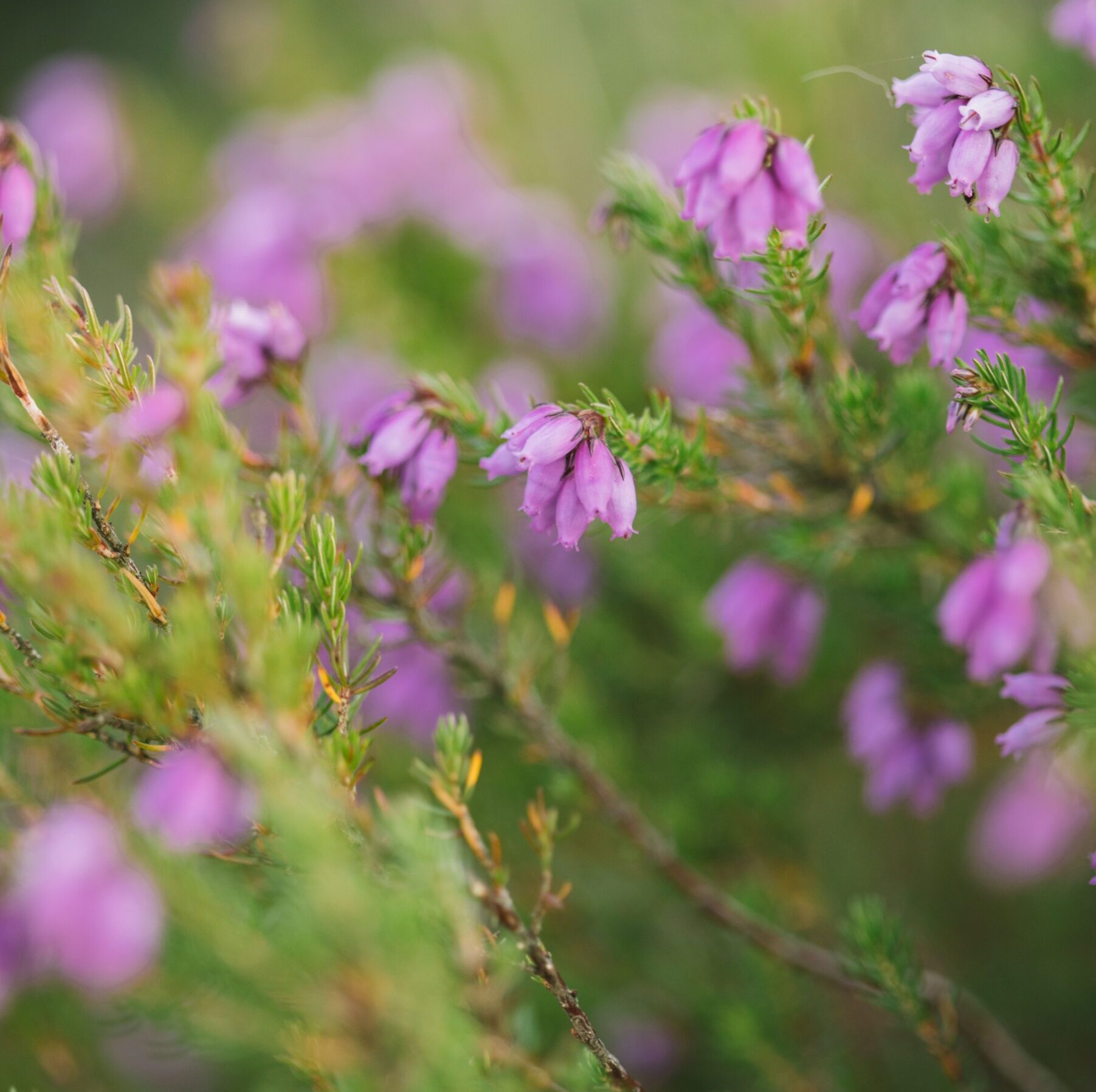 Daboecia cantabrica ‘Creeping Lila’ - Ierse heide