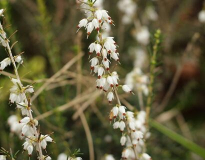 Daboecia cantabrica ‘Creeping White’ - Ierse heide
