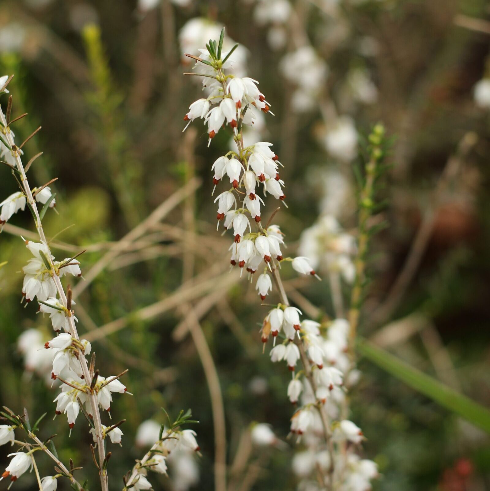 Daboecia cantabrica ‘Creeping White’ - Ierse heide