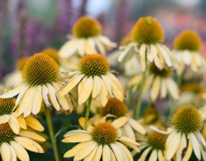 Echinacea ‘Meditation Lime’ - Zonnehoed