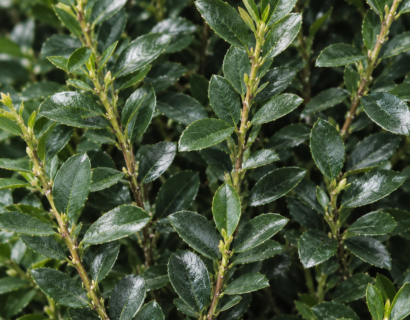Ilex crenata ‘Stokes’ - Japanse hulst