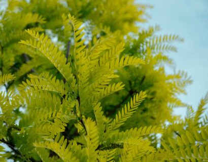 Gleditsia triacanthos ‘Skyline’ - Valse christusdoorn