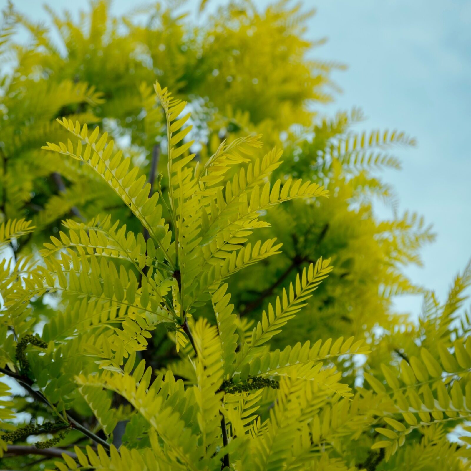Gleditsia triacanthos ‘Skyline’ - Valse christusdoorn
