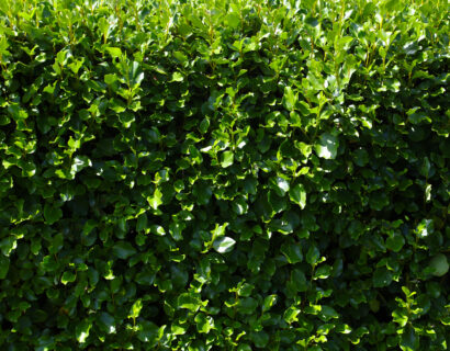 Griselinia littoralis - Griselinia