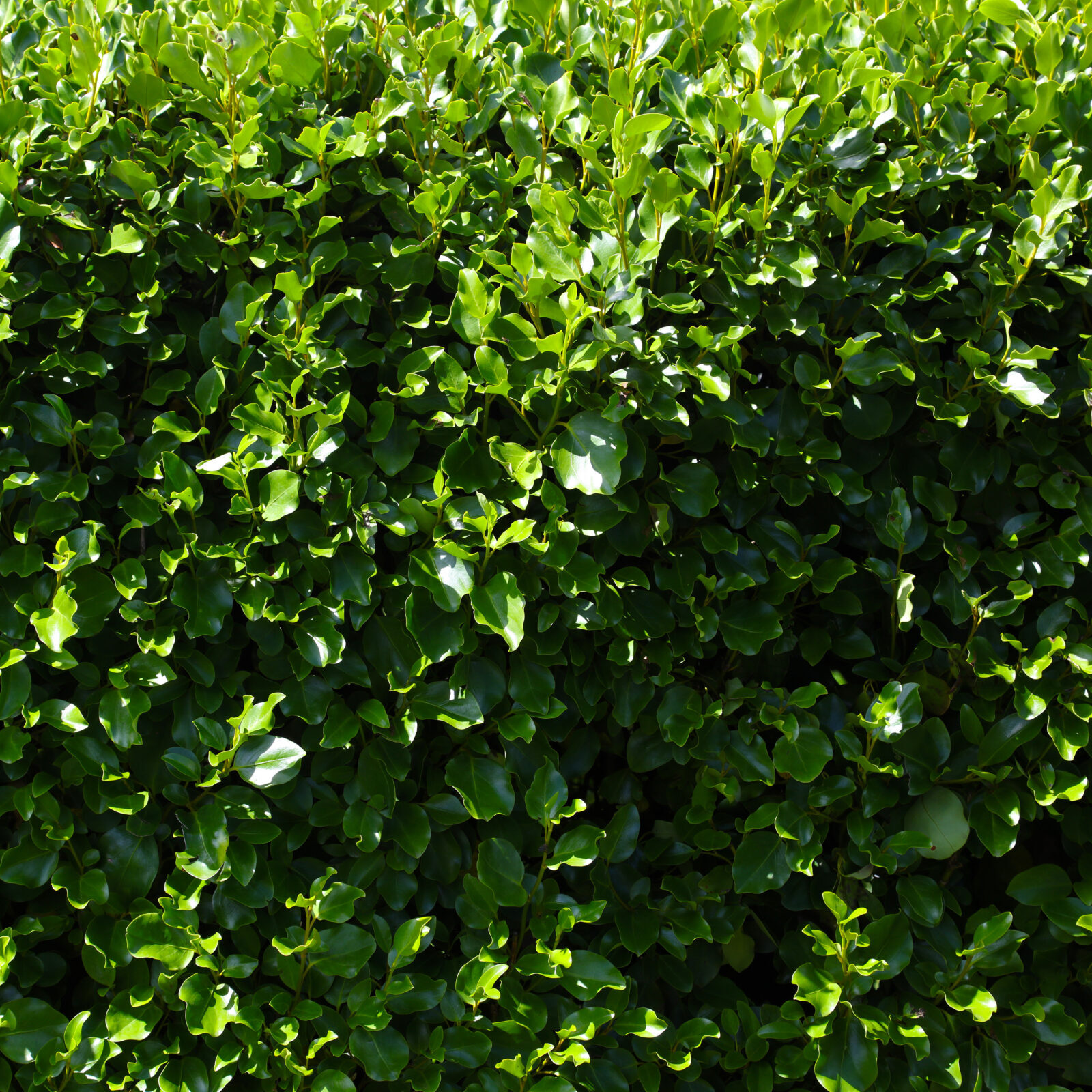 Griselinia littoralis - Griselinia
