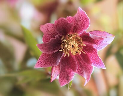 Helleborus orientalis ‘VIV Catharina’ - Nieskruid