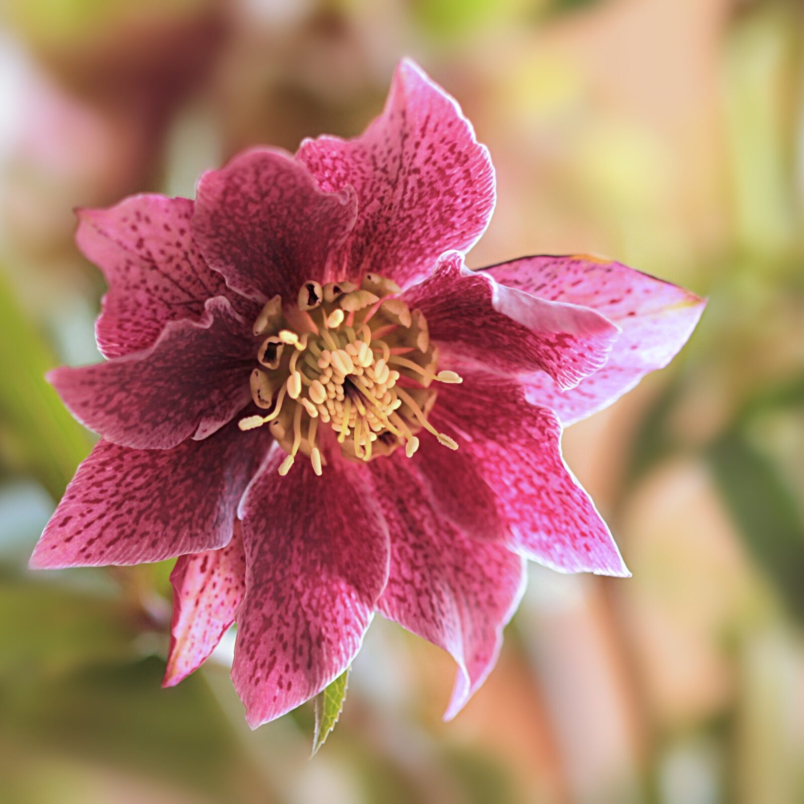 Helleborus orientalis ‘VIV Catharina’ - Nieskruid