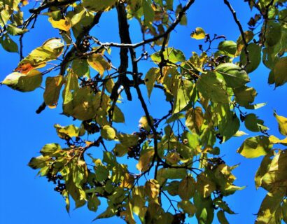 Hovenia dulcis - Rozijnenboom