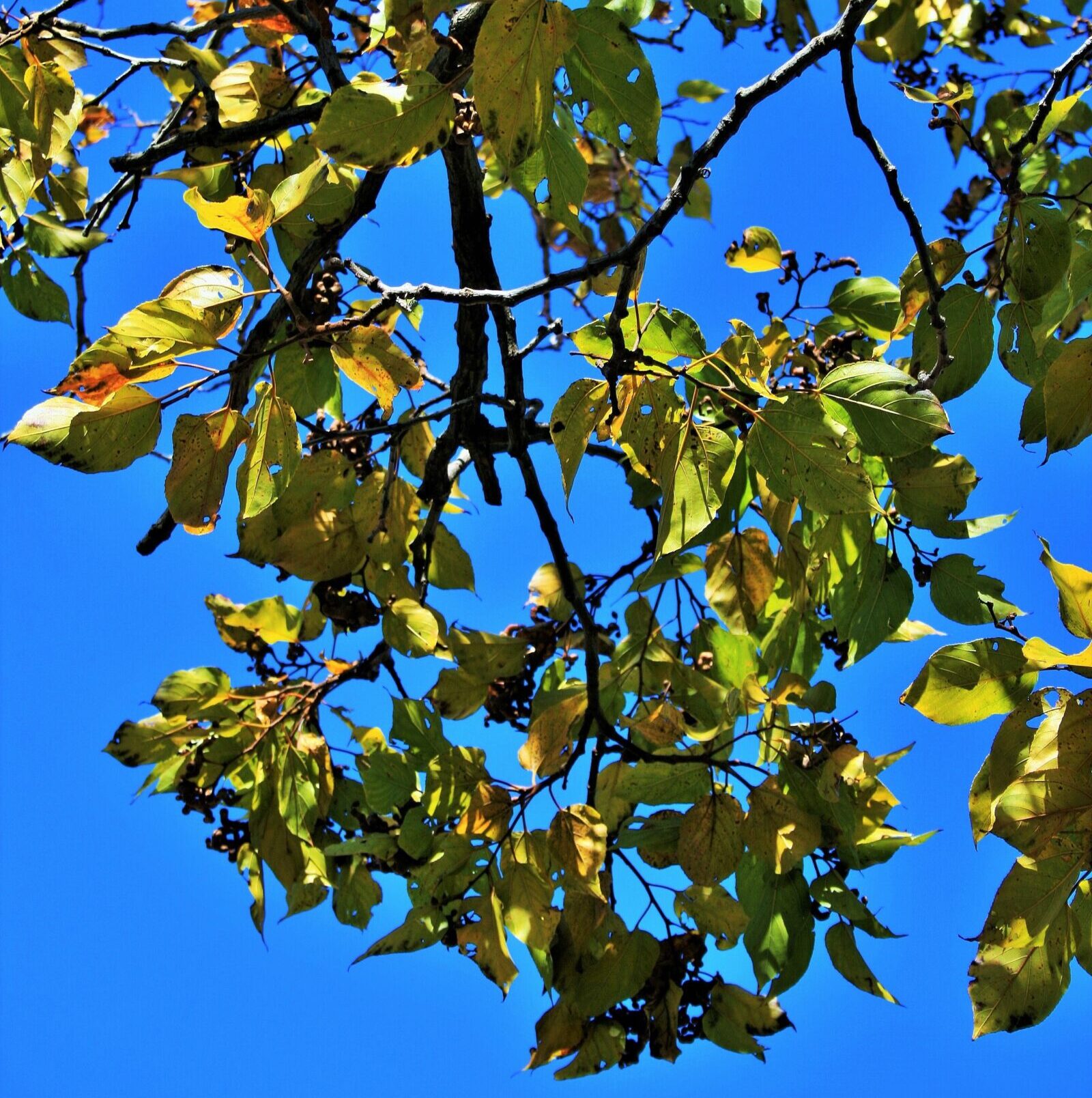 Hovenia dulcis - Rozijnenboom