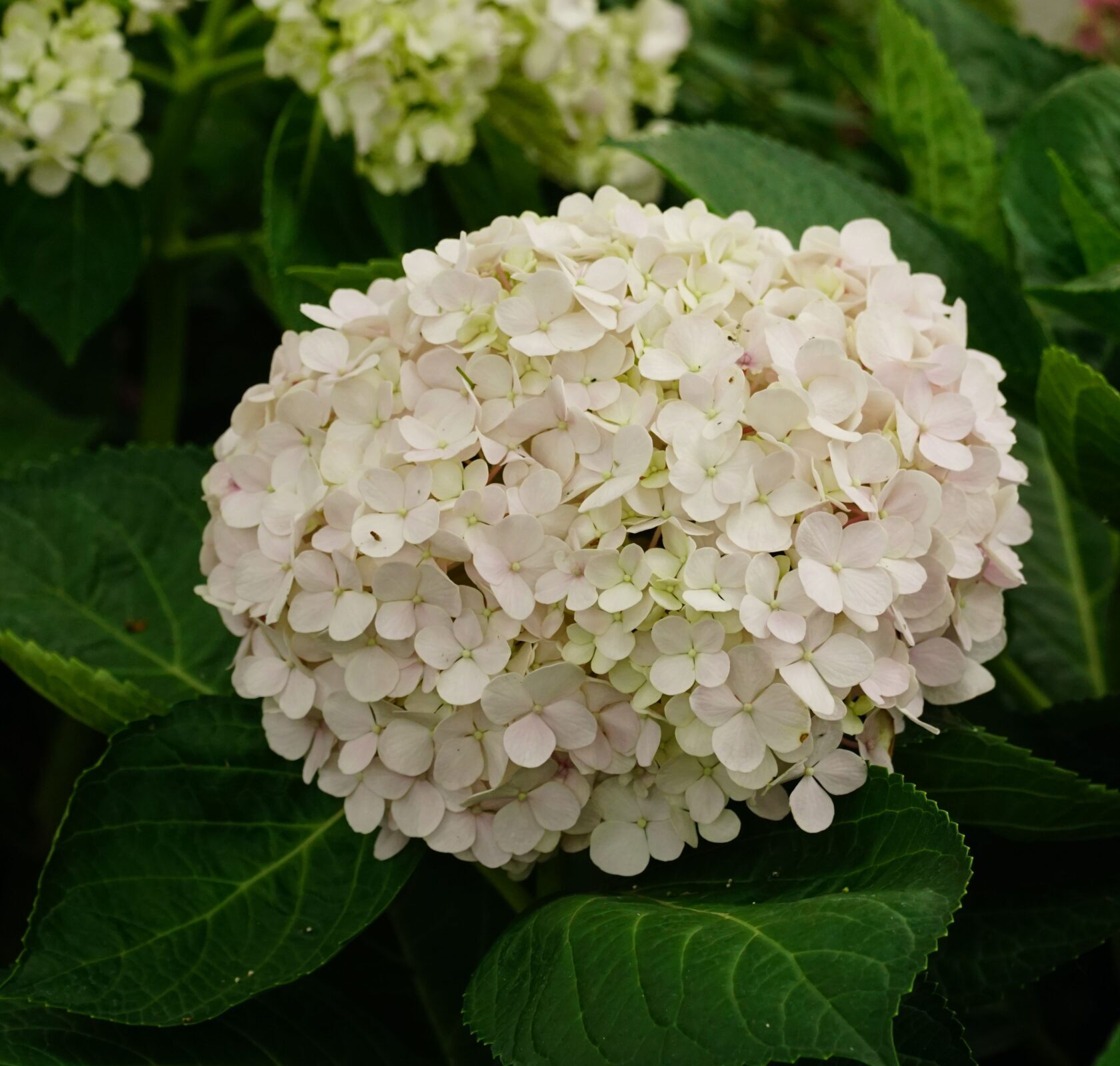 Hydrangea arborescens ‘Bellaragazza Blanchetta’ - Hortensia