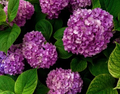 Hydrangea arborescens ‘Bellaragazza Mauvette’ - Hortensia