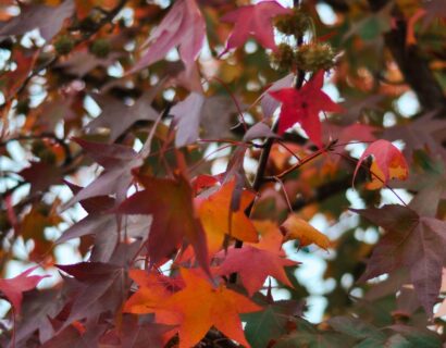 Liquidambar formosana ‘Ellen’ - Chinese amberboom