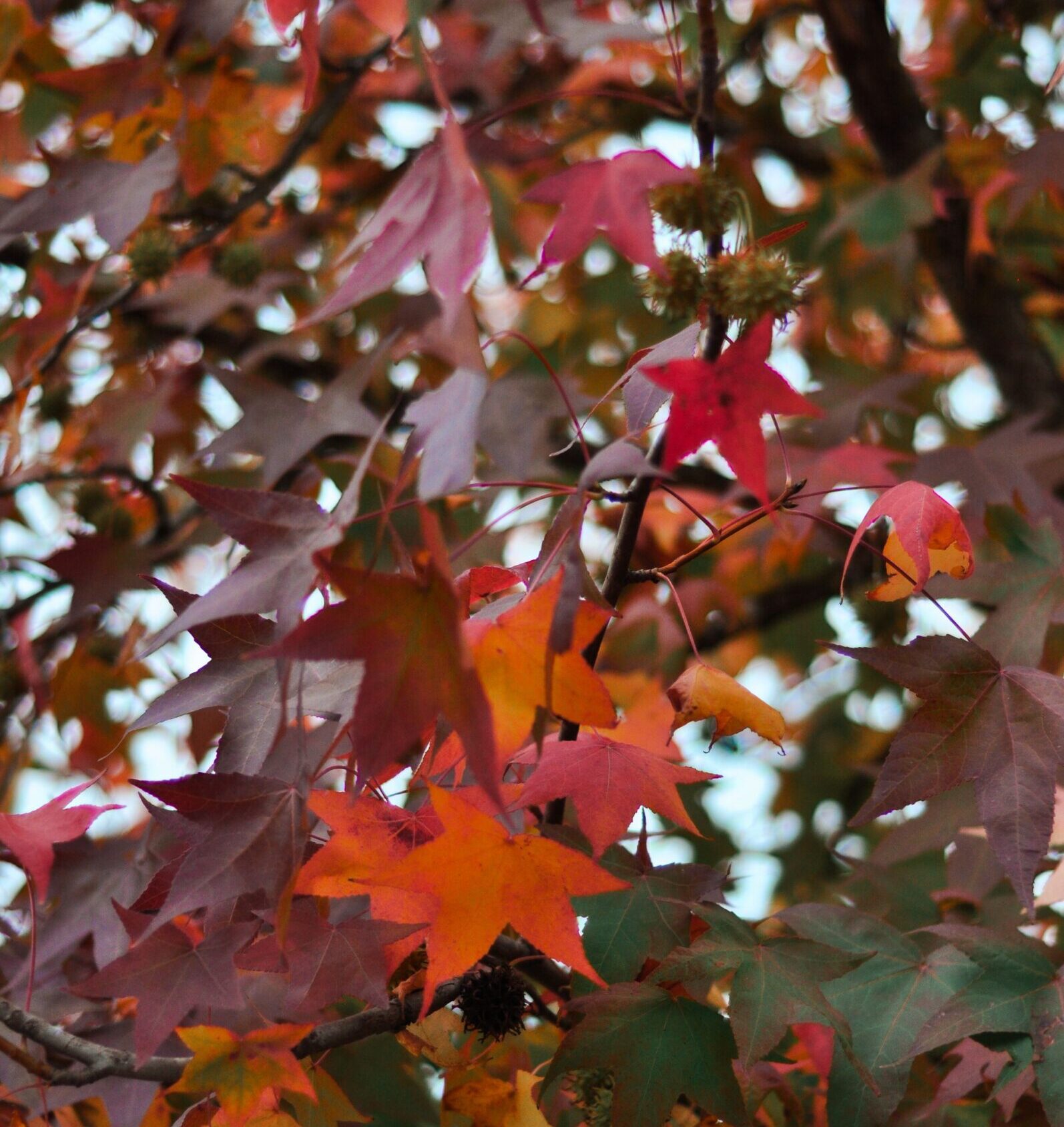 Liquidambar formosana ‘Ellen’ - Chinese amberboom