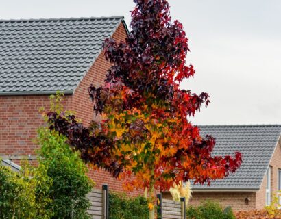 Liquidambar styracifolia ‘Brotzman’ - Amerikaanse amberboom