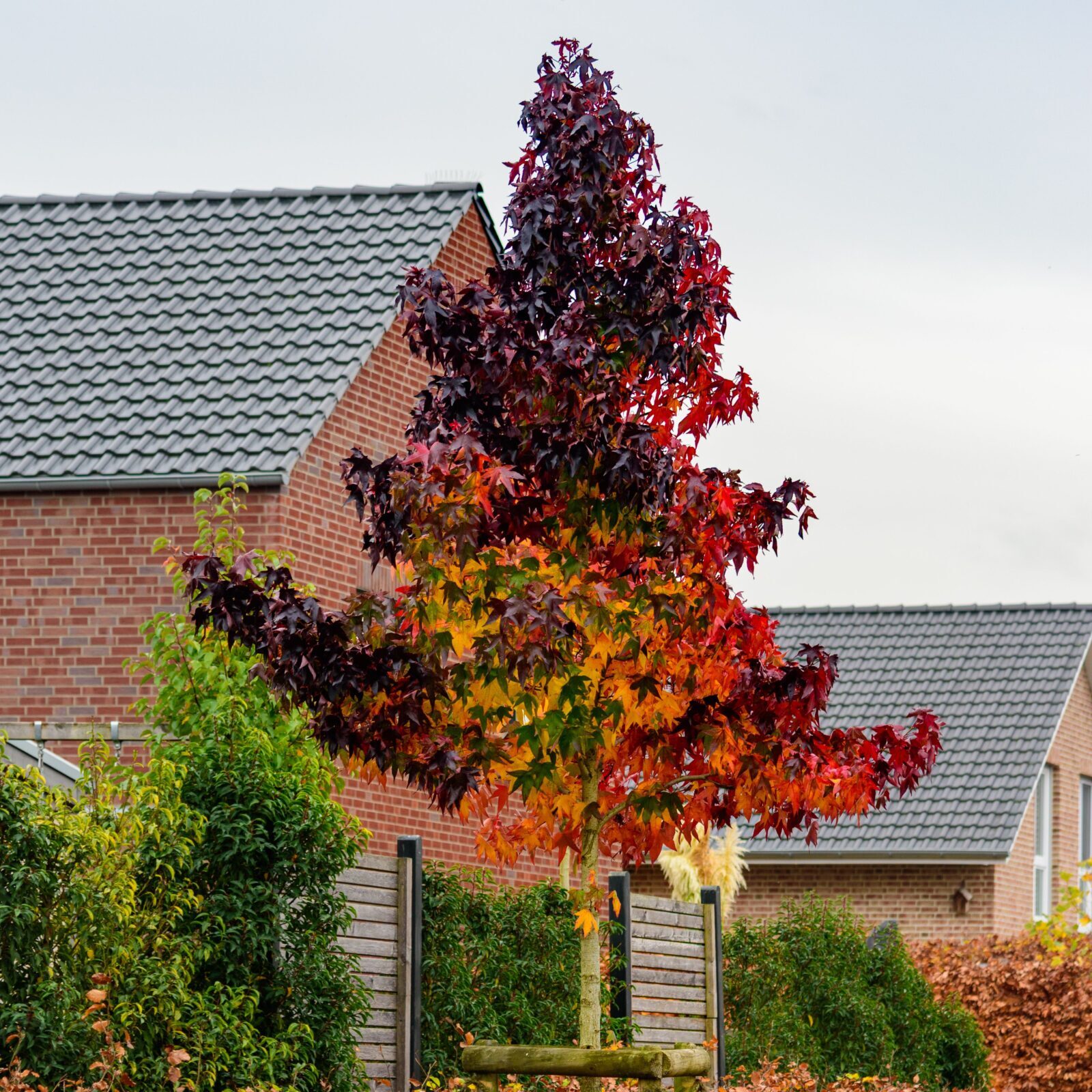 Liquidambar styracifolia ‘Brotzman’ - Amerikaanse amberboom
