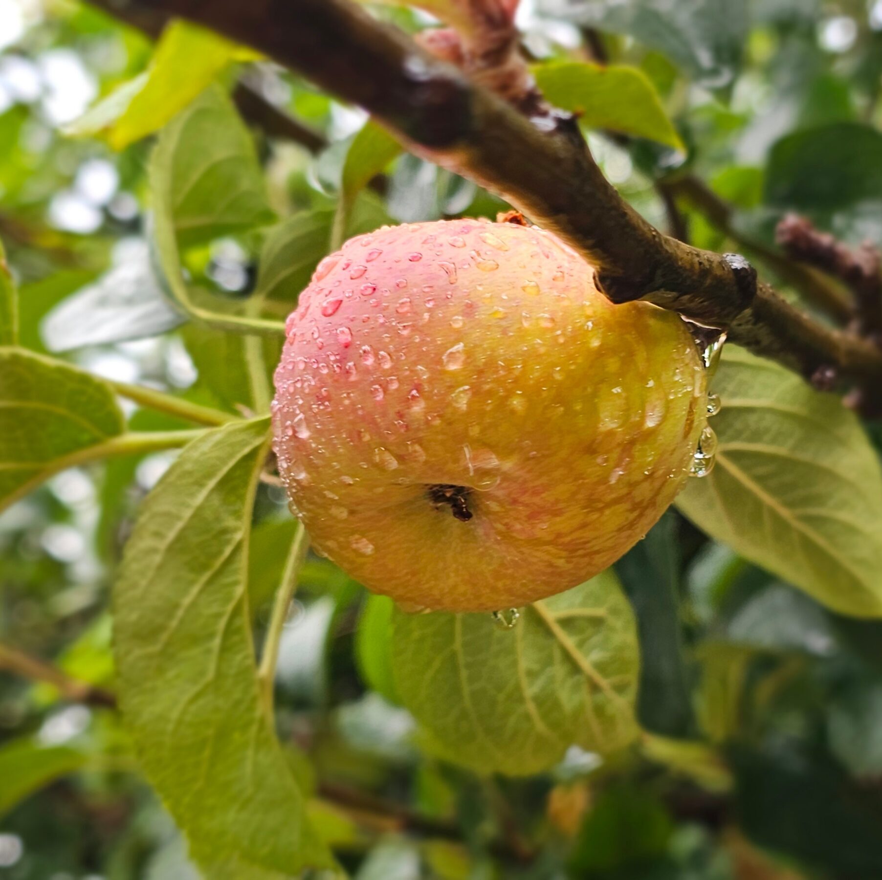 Malus domestica ‘Reinette Descardre’ - Appelboom