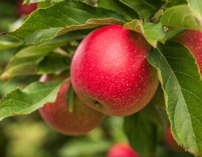 Malus domestica ‘Edite’ - Appelboom