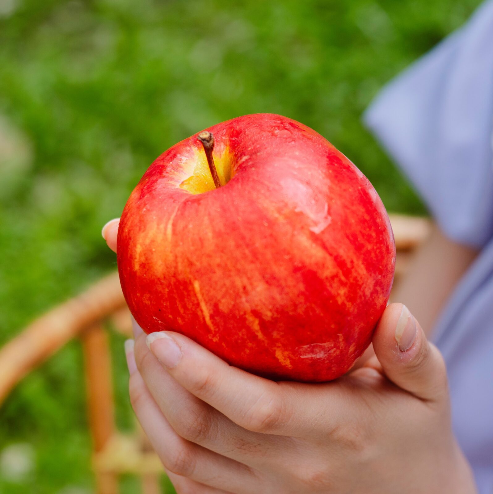 Malus domestica ‘Melrose’ Halfstam - Appelboom