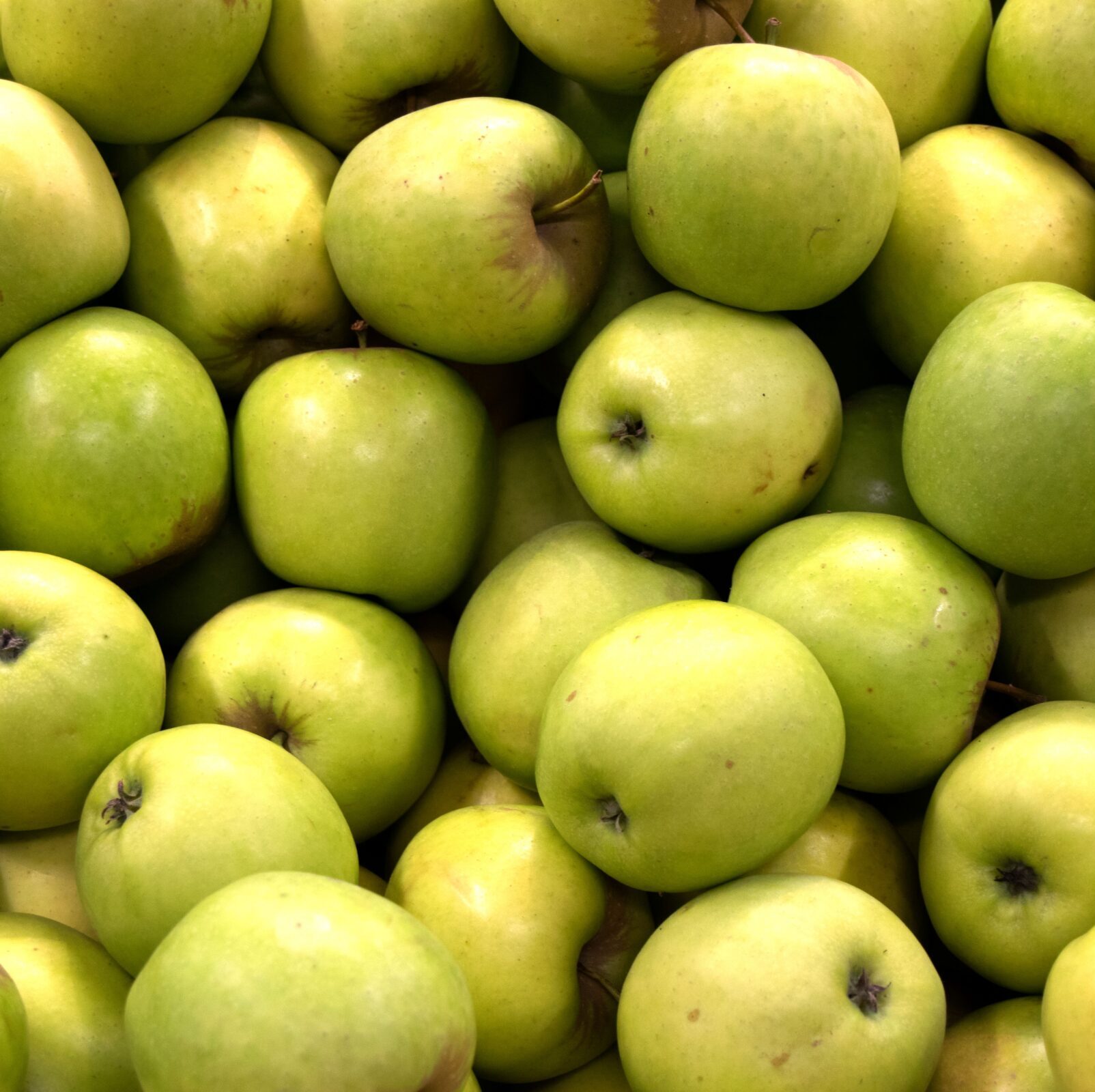 Malus domestica ‘President van Dievoet’ Halfstam - Appelboom