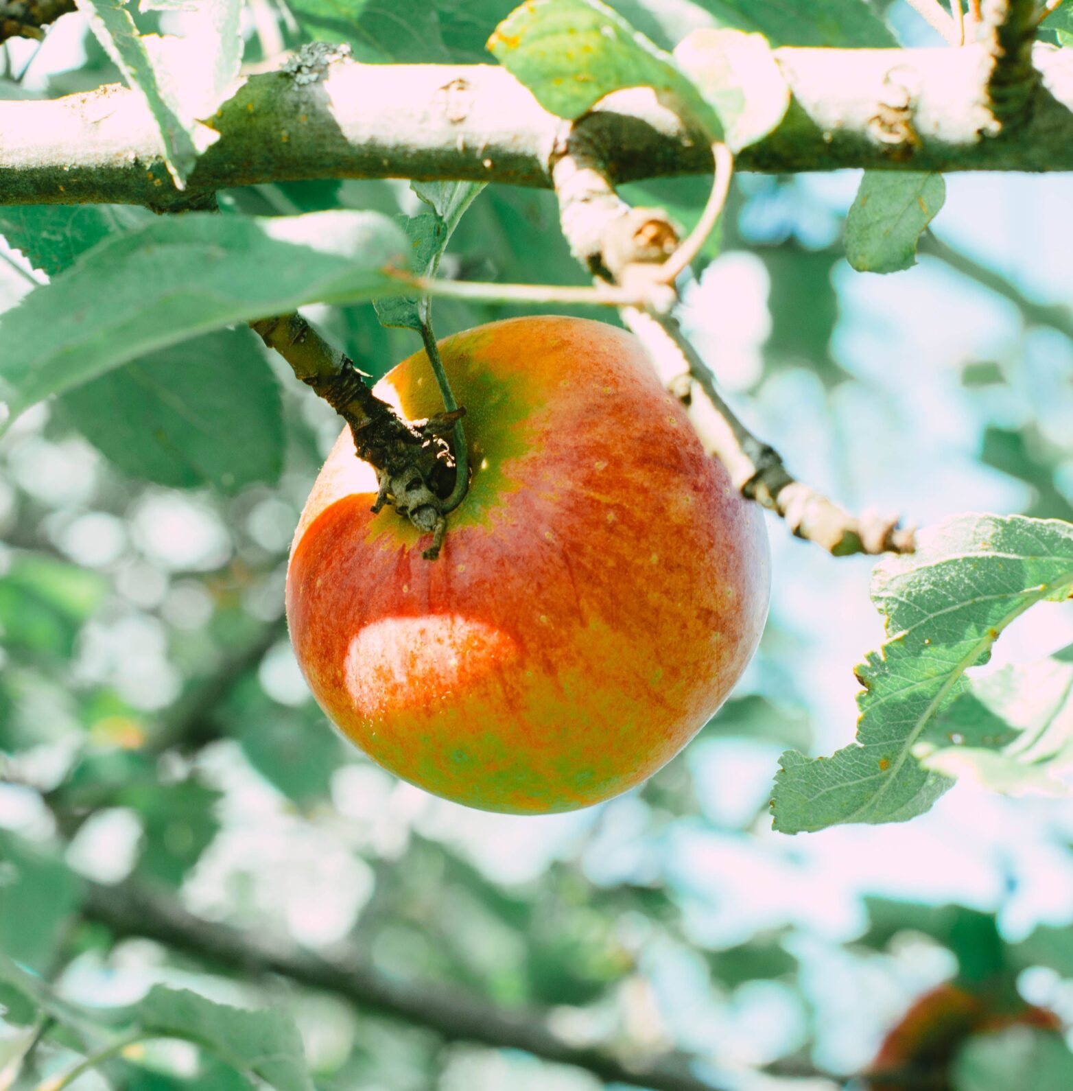 Malus domestica ‘Qwatresse Double’ - Appelboom