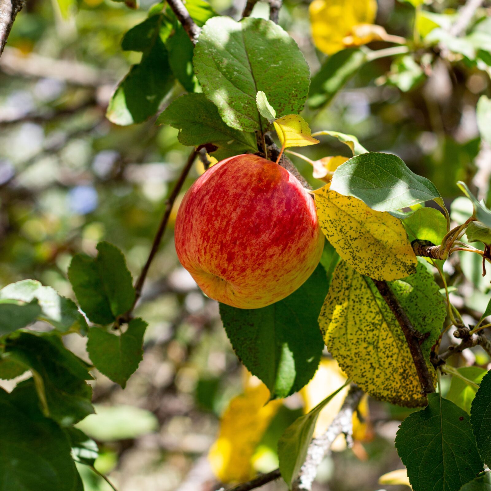 Malus domestica ‘Reine des Reinettes’ - Appelboom