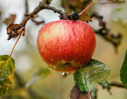 Malus domestica ‘Reinette De France’ - Appelboom