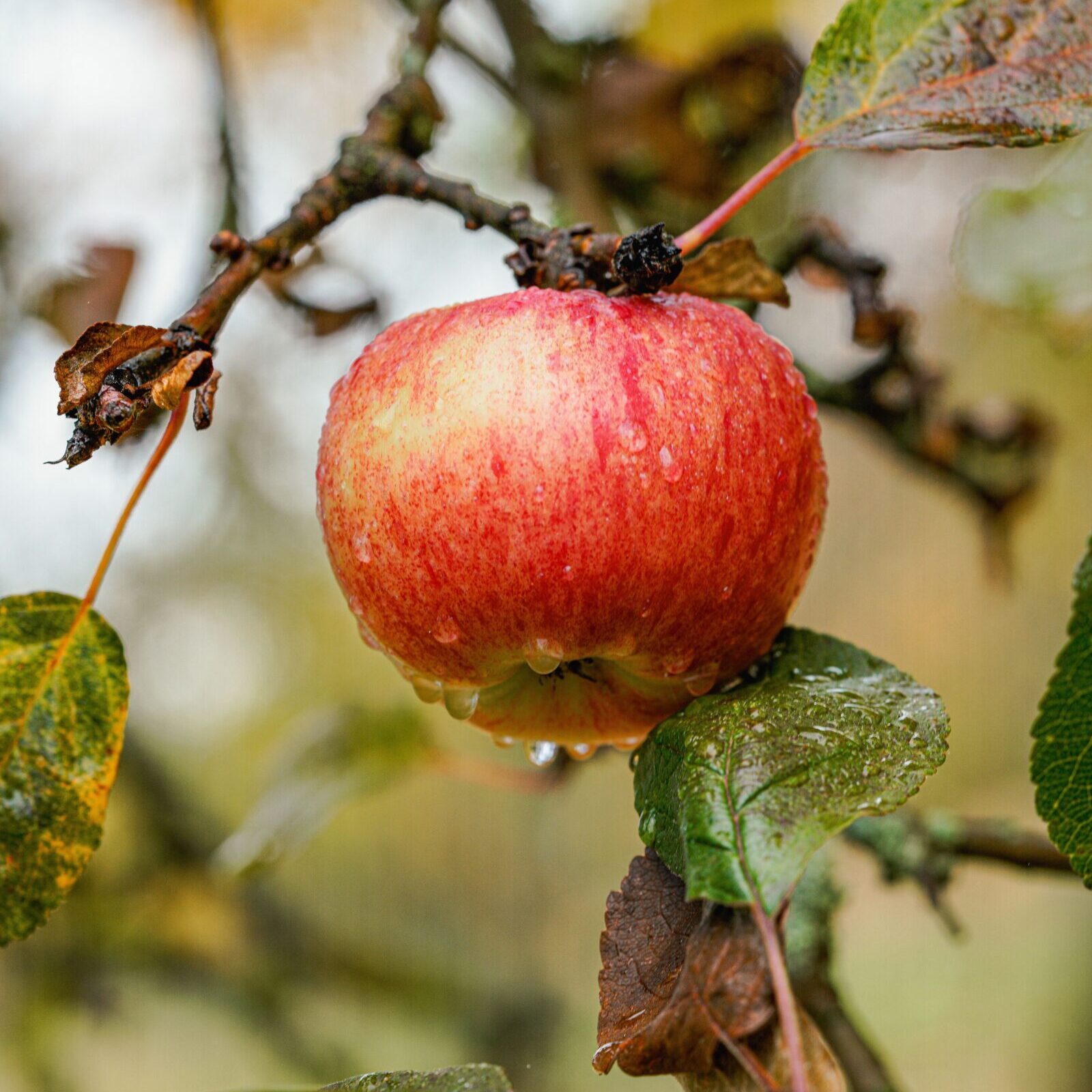 Malus domestica ‘Reinette De France’ - Appelboom