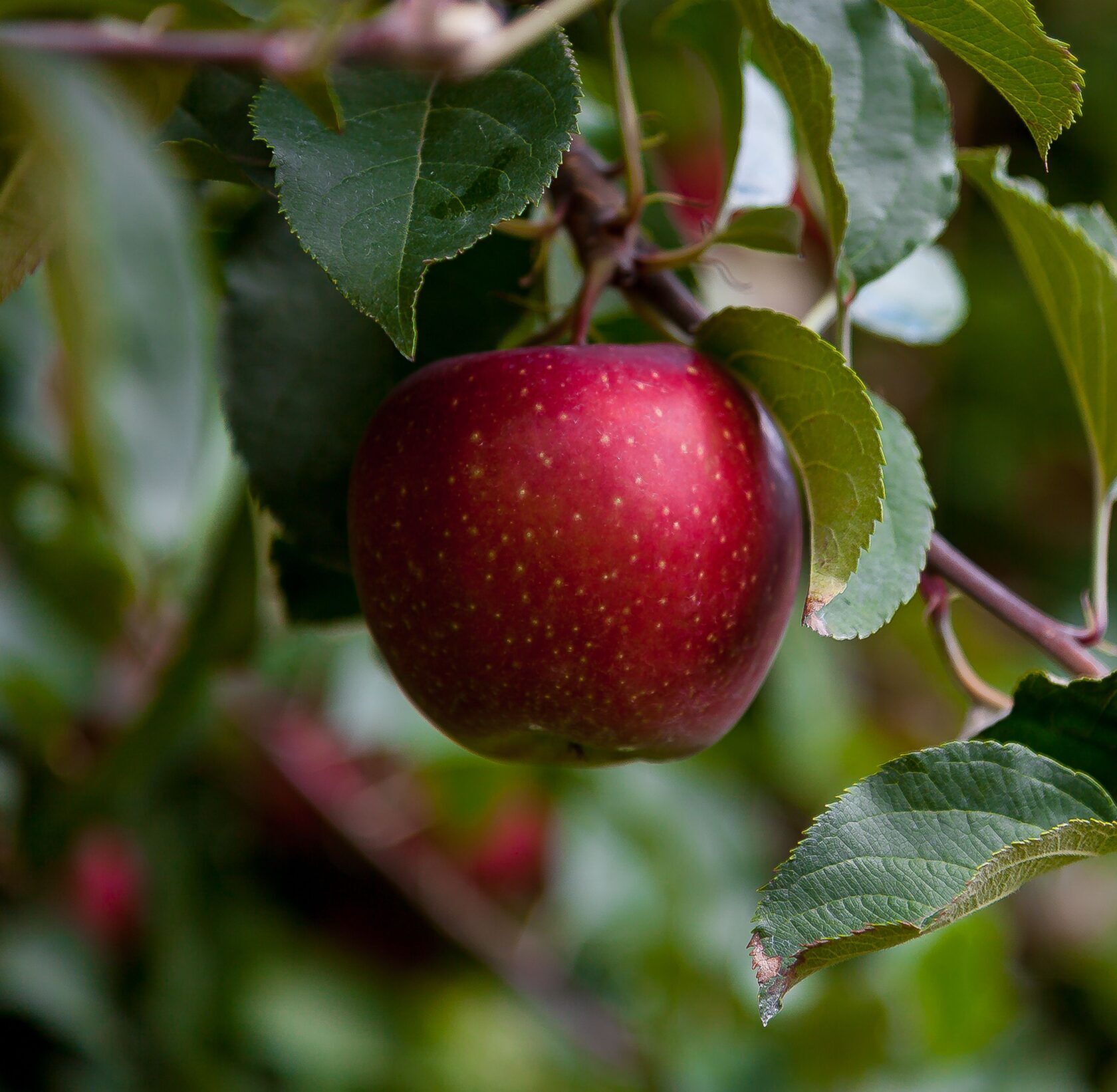 Malus domestica ‘Reinette Etoilée’ - Sterappel