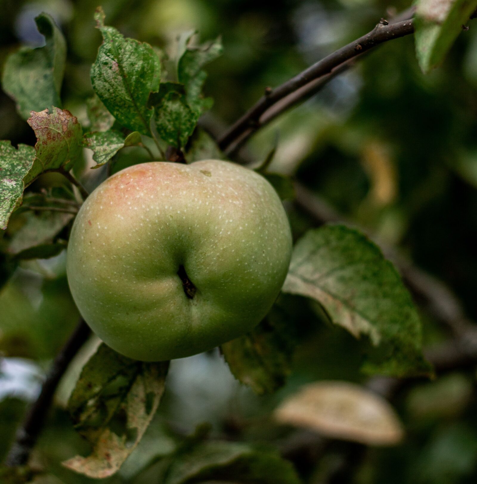 Malus domestica ‘Reinette Hernaut’ - Appelboom