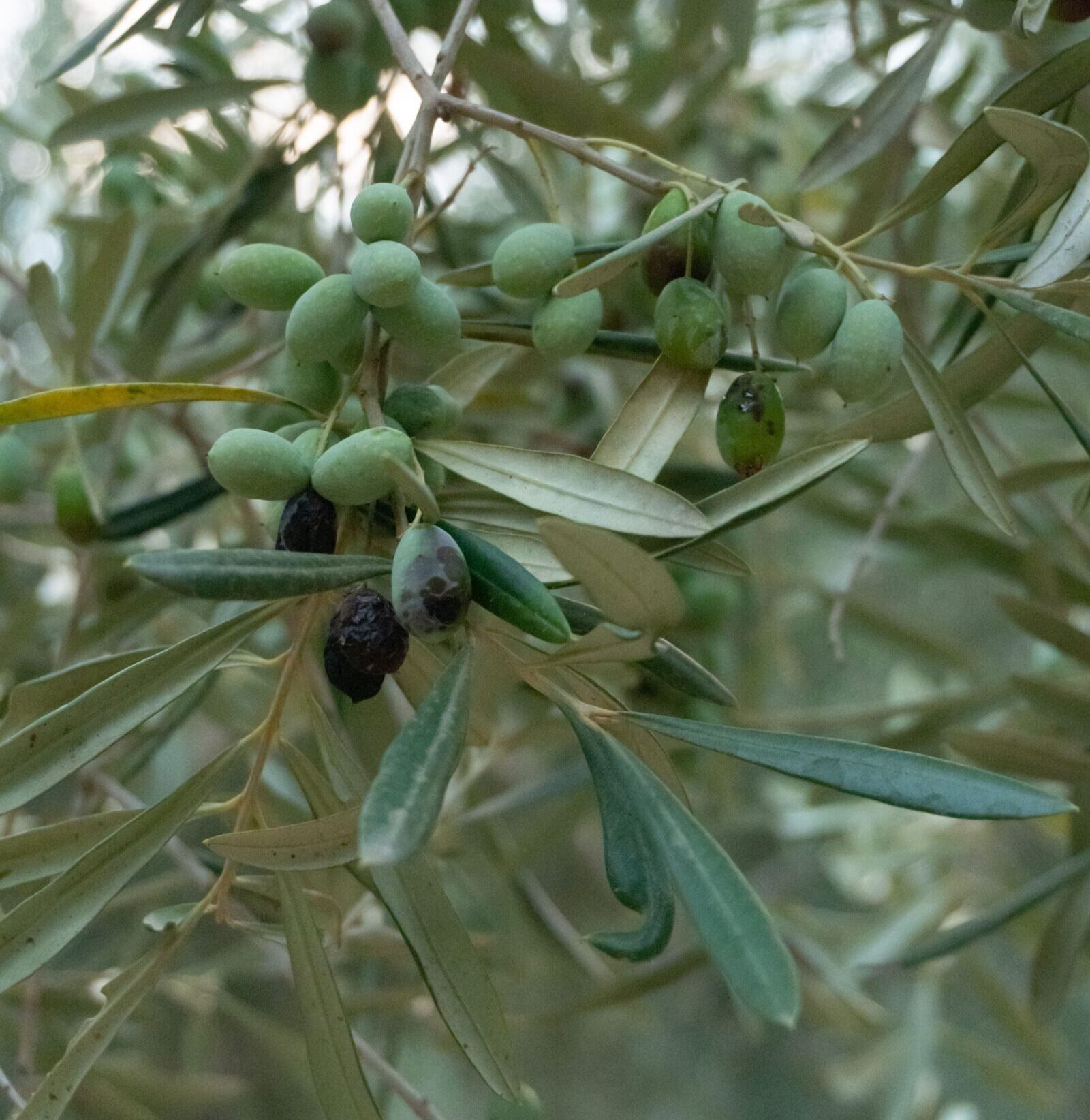 Olea ‘Pom Pon’ - Olijf