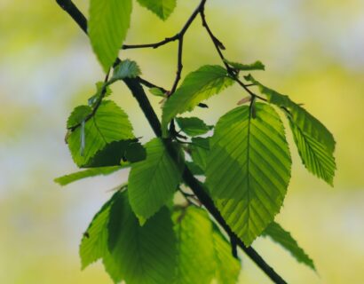 Ostrya carpinifolia - Europese hopbeuk