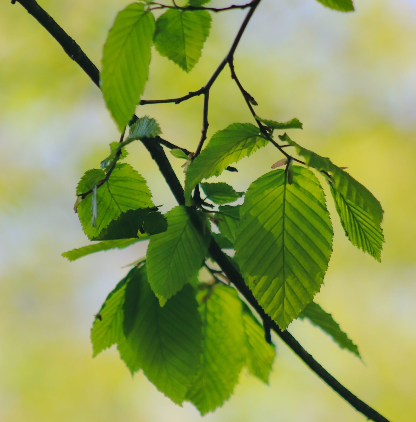 Ostrya carpinifolia - Europese hopbeuk