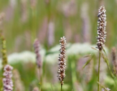Persicaria amplexicaulis ‘Rosea’ - Duizendknoop
