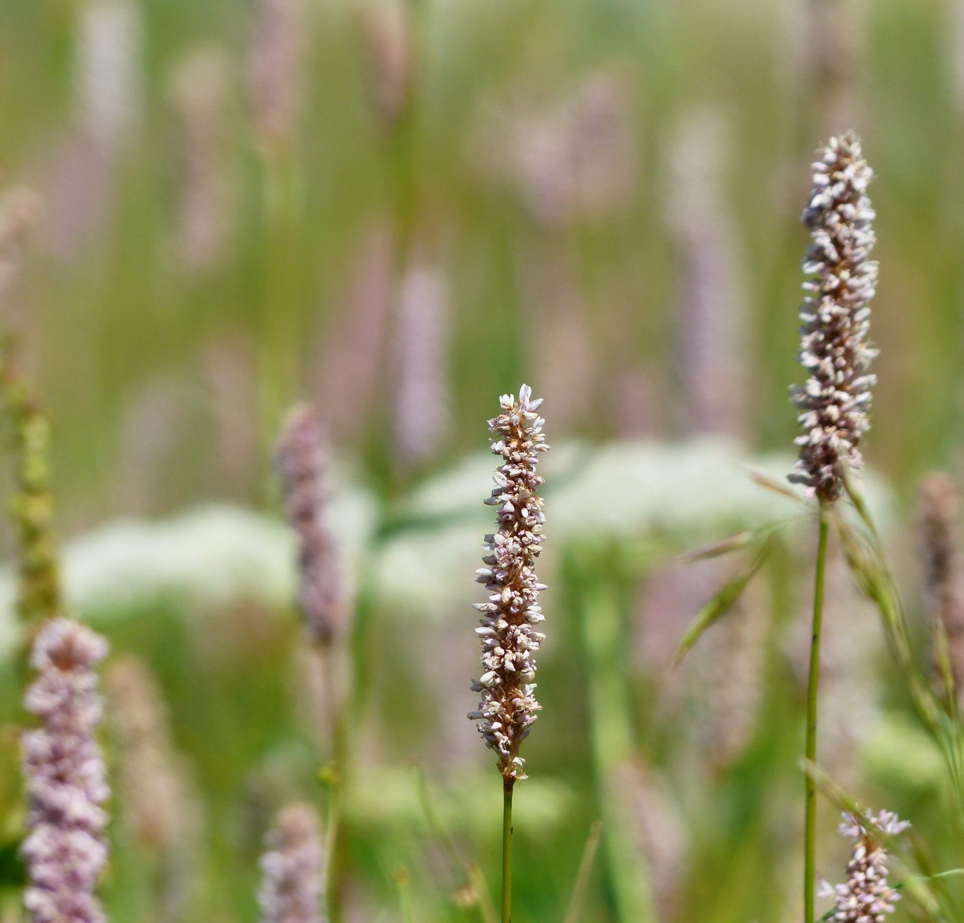 Persicaria amplexicaulis ‘Rosea’ - Duizendknoop