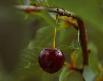 Prunus avium ‘Regina’ - Kers