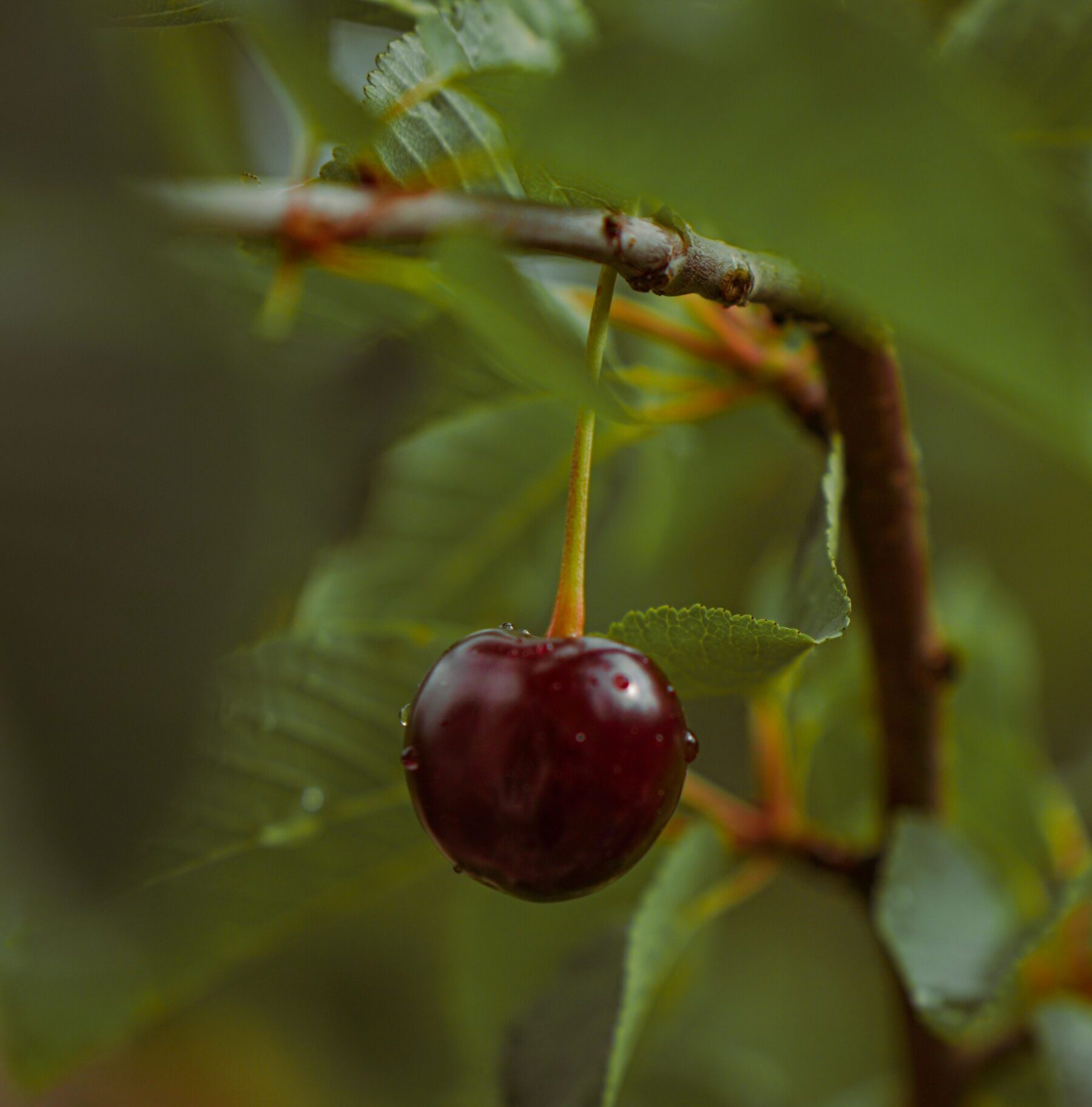 Prunus avium ‘Regina’ - Kers