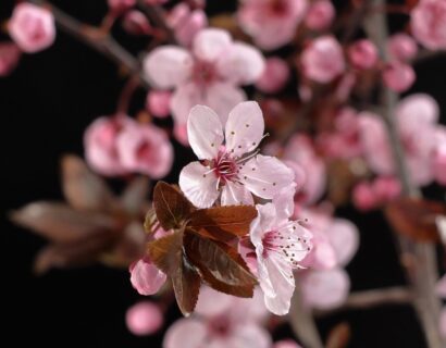 Prunus cerasifera ‘Pissardi’ - Kerspruim