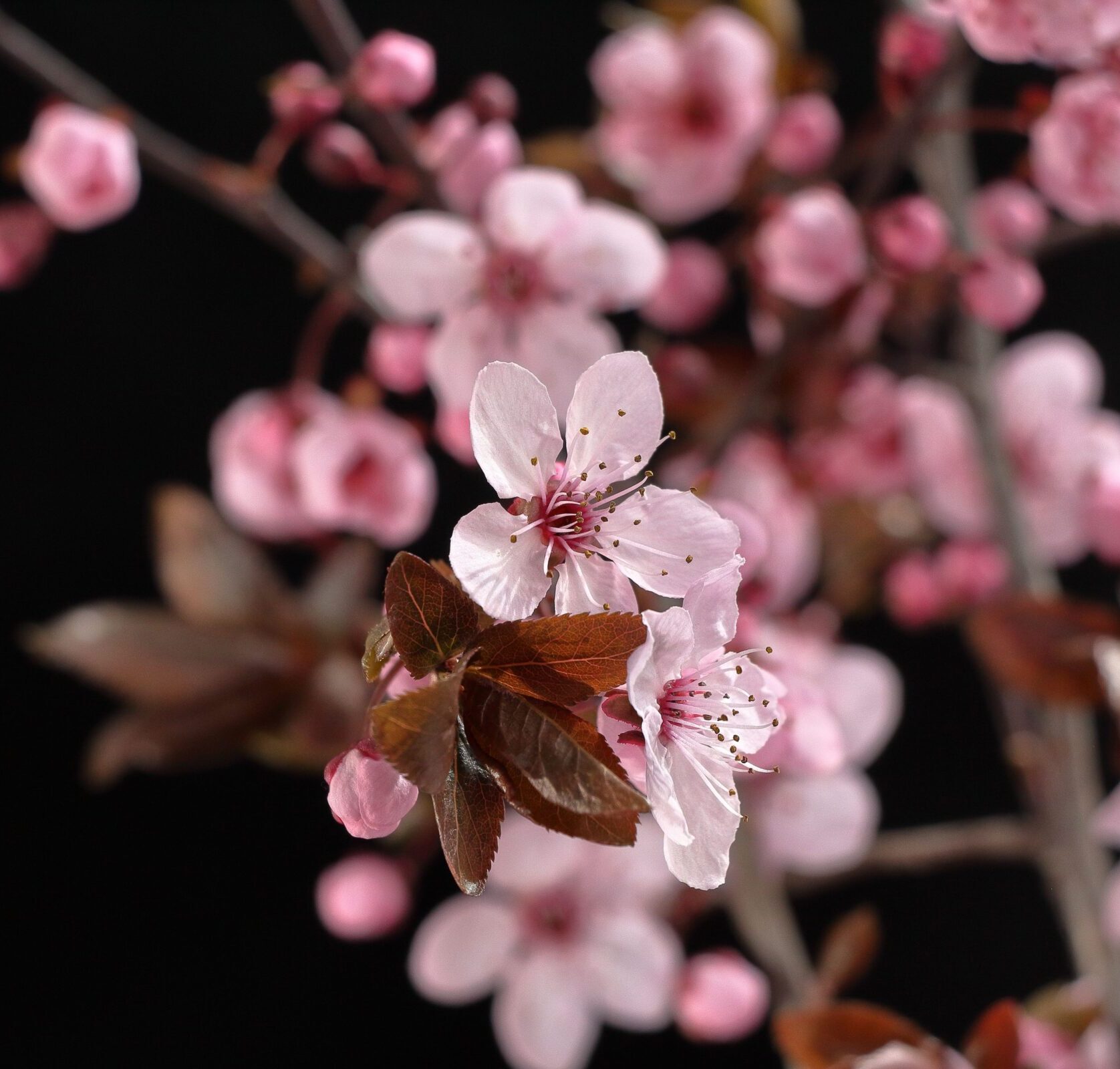 Prunus cerasifera ‘Pissardi’ - Kerspruim