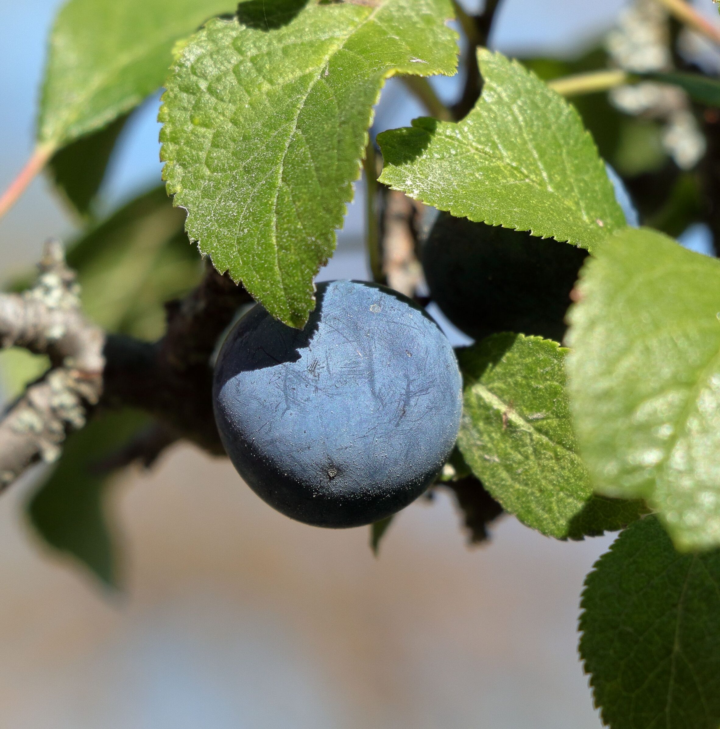 Prunus domestica ‘Stanley’ - Pruimenboom